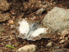 Antigonus emorsa