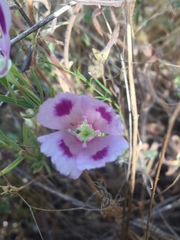 Clarkia speciosa