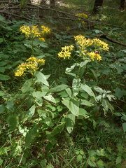 Senecio ovatus alpestris