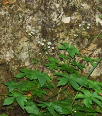 Astrantia carniolica
