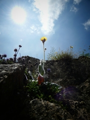 Hieracium tomentosum