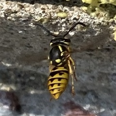 Vespula germanica