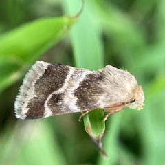 Schinia lynx