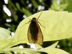 Gampola