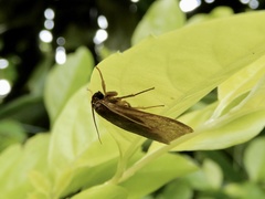 Gampola