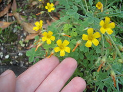 Oxalis teneriensis