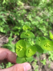 Euphorbia ouachitana