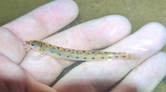Ammocrypta pellucida