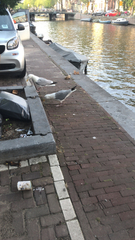 Larus argentatus