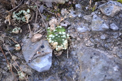 Selaginella pilifera