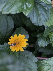 Sphagneticola trilobata