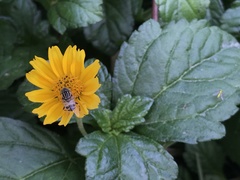 Sphagneticola trilobata