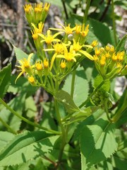 Senecio nemorensis