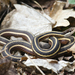 Northern Ribbon Snake - Photo (c) Josh Vandermeulen, some rights reserved (CC BY-NC-ND), uploaded by Josh Vandermeulen