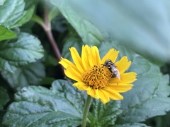 Sphagneticola trilobata