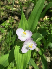 Tradescantia ozarkana