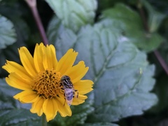 Sphagneticola trilobata