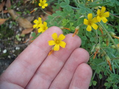 Oxalis teneriensis