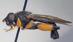 Chalcosyrphus curvaria