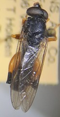 Chalcosyrphus curvaria