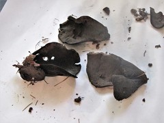 Wynnea americana