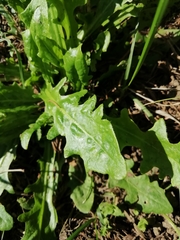 Hypochaeris radicata