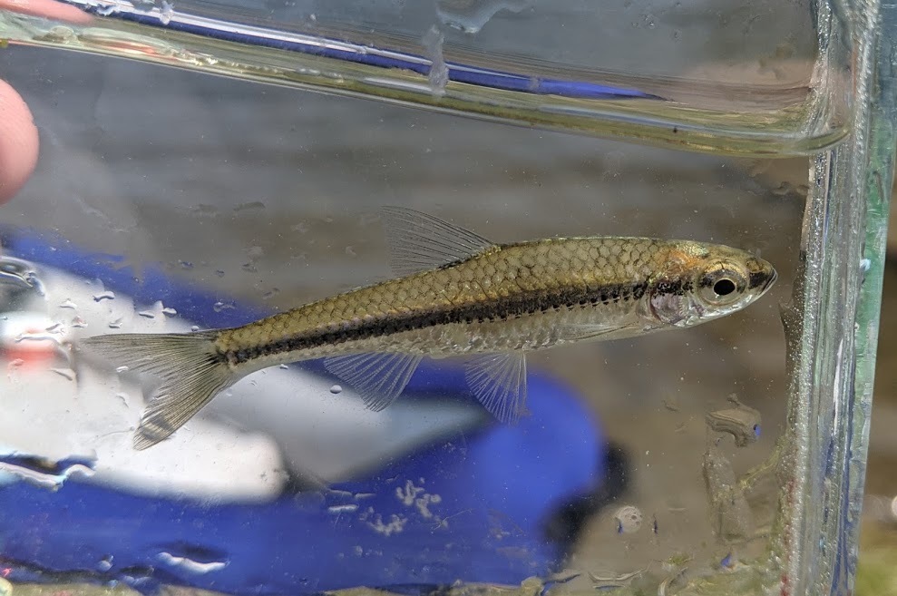 Blackchin Shiner in August 2021 by maurer416 · iNaturalist