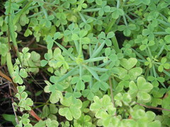 Oxalis teneriensis