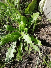 Hypochaeris radicata