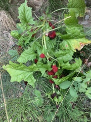 Blitum capitatum capitatum