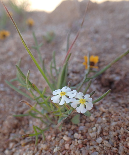 Image of Zaluzianskya affinis by no rights reserved