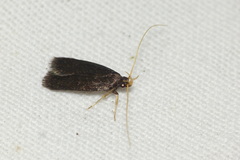 Lecithocera nigrana