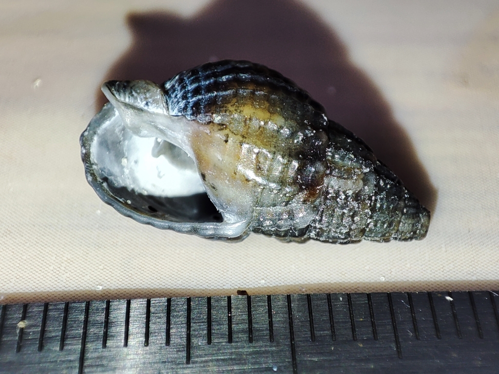 Tritia nitida