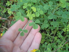 Oxalis teneriensis