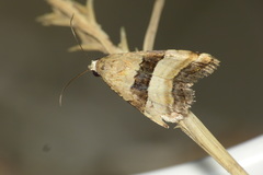 Pseudozarba bipartita