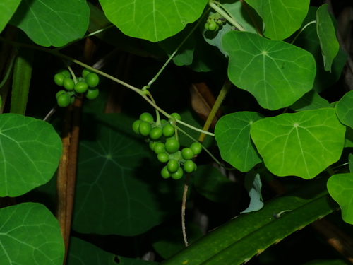 Stephania cephalantha