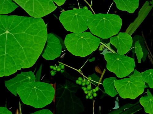 Stephania cephalantha