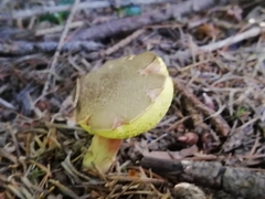 Xerocomellus chrysenteron