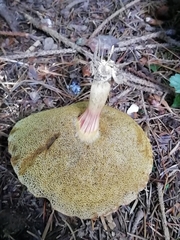 Xerocomellus chrysenteron