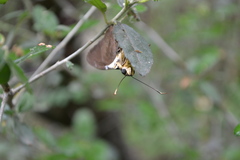 Astraptes