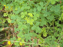 Oxalis teneriensis