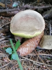 Xerocomellus chrysenteron