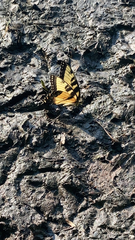 Papilio glaucus