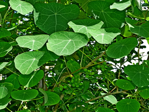 Stephania cephalantha