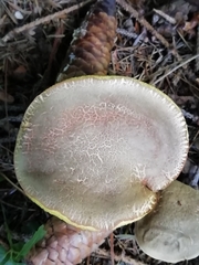 Xerocomellus chrysenteron