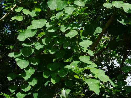 Stephania cephalantha