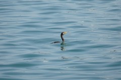 Phalacrocorax carbo