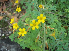 Oxalis teneriensis