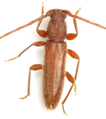 Geropa concolor