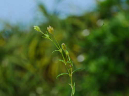 Image of Sagina japonica by (c) Jacy Chen, some rights reserved (CC BY)